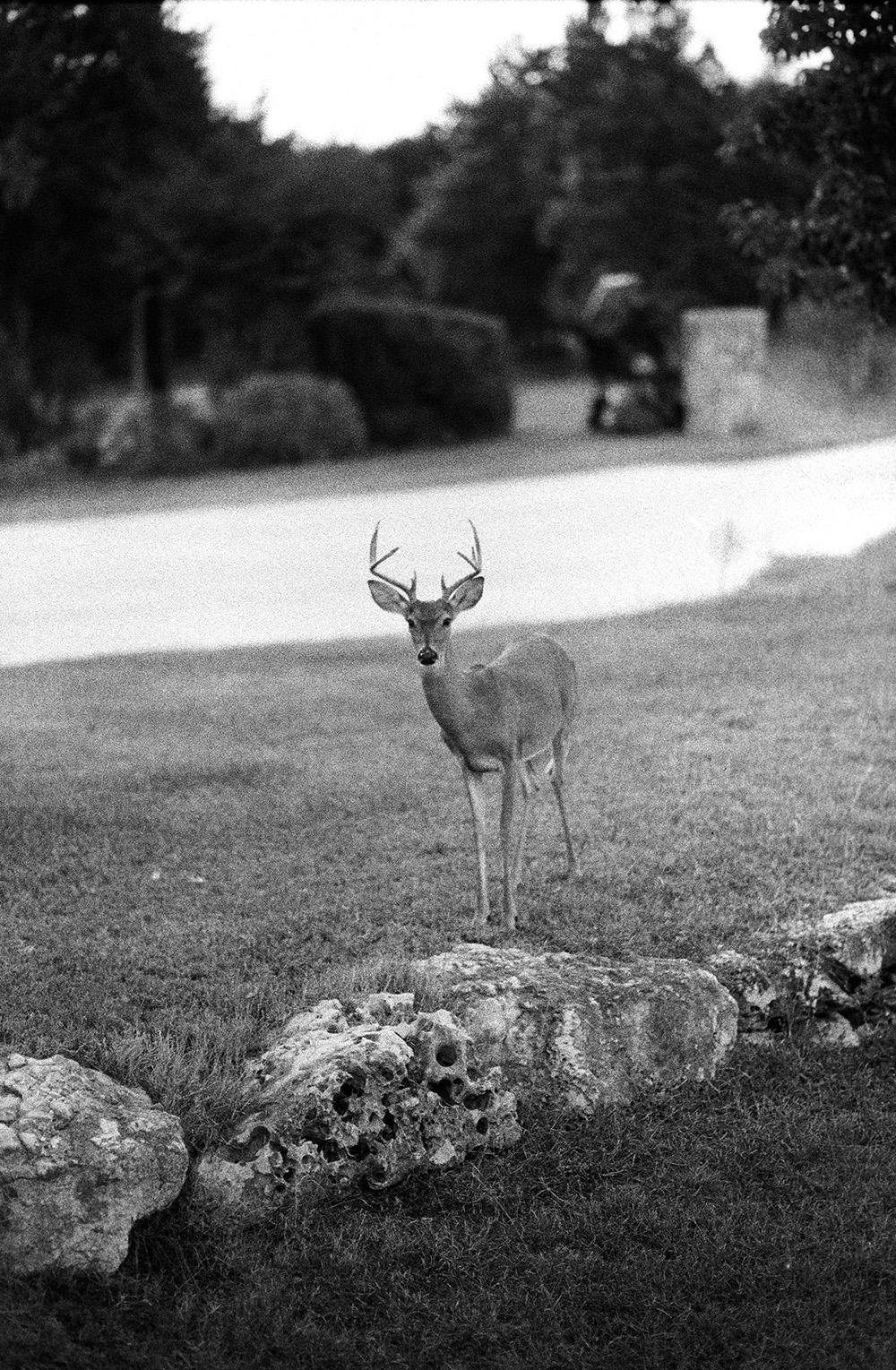 Cypher25 — Declassified Spy B&W Film (35mm)
