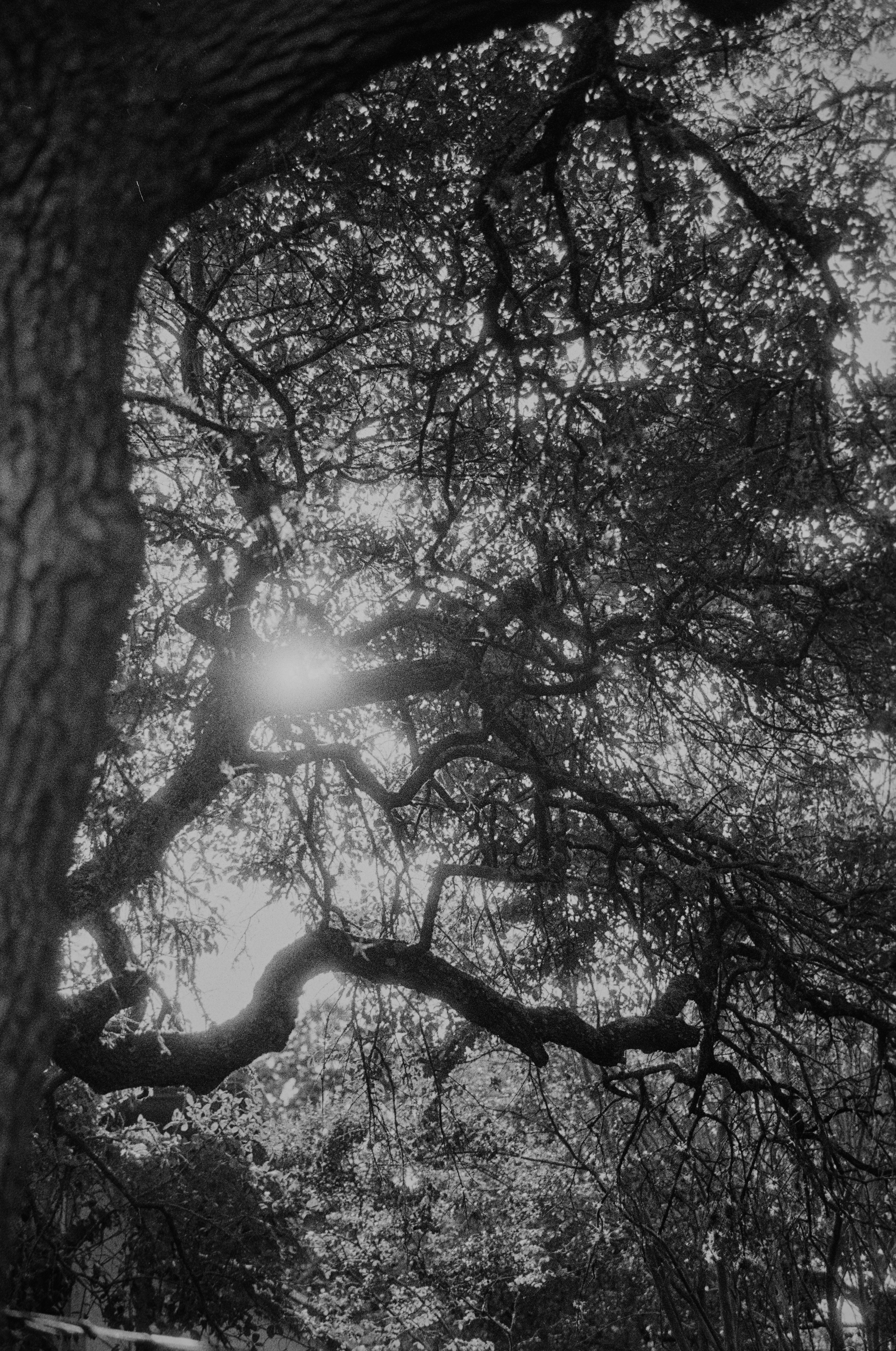 Cypher25 — Declassified Spy B&W Film (35mm)