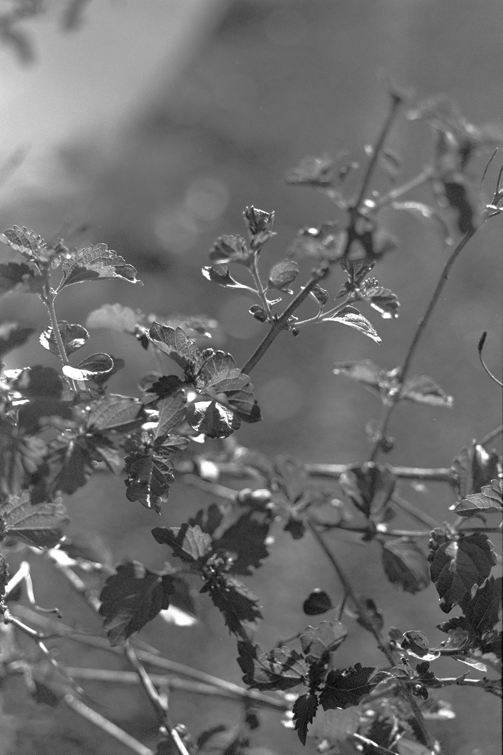 Black & White, Color Chemistry: My Time with BW400CN