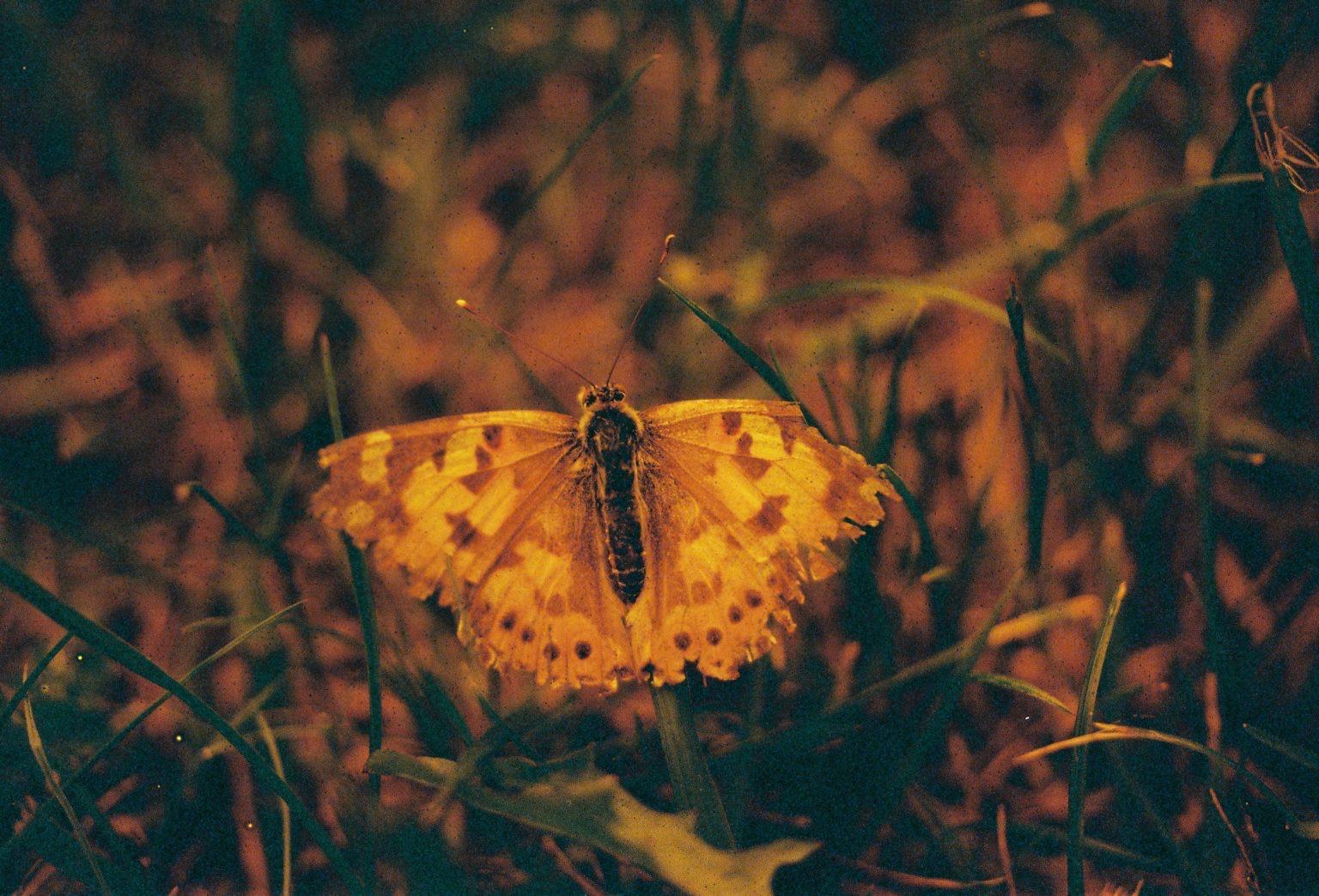 Inferno 6 – Redscaled Kodak Vision3 500T | ISO 6 | 24 Exposures | Cinematic Red Glow - Image 6